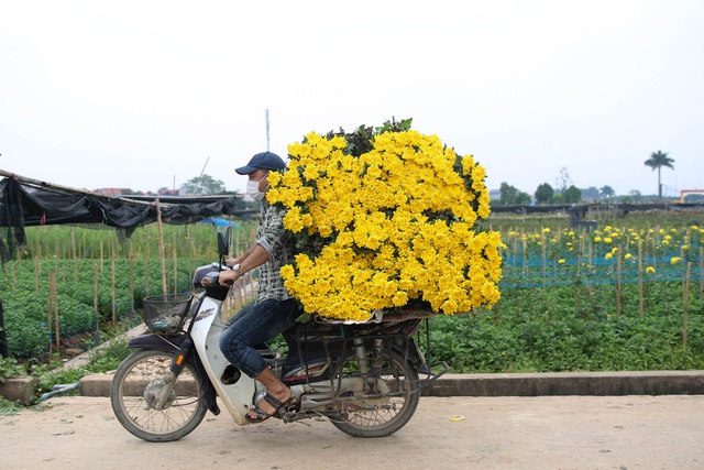 Ế ẩm vì dịch, hoa chết khô giữa đồng, bị vứt bỏ như rác - 10