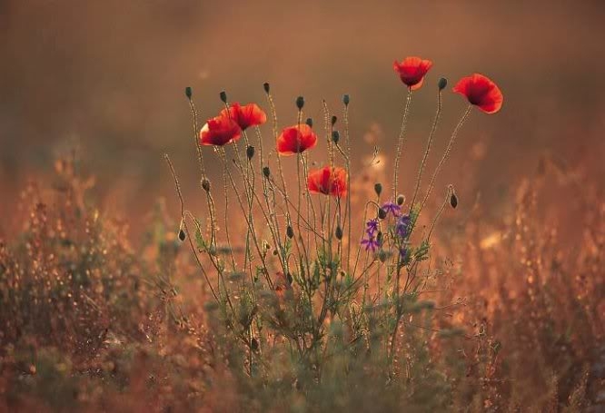 Tử vi Chủ nhật ngày 3/3/2019 của 12 cung hoàng đạo tu vi chu nhat ngay 332019 cua 12 cung hoang dao