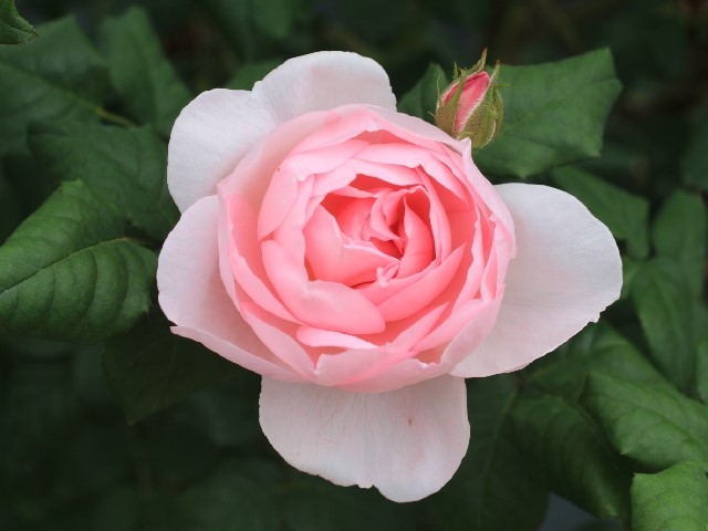 tu vi thu nam ngay 532020 cua 12 cung hoang dao