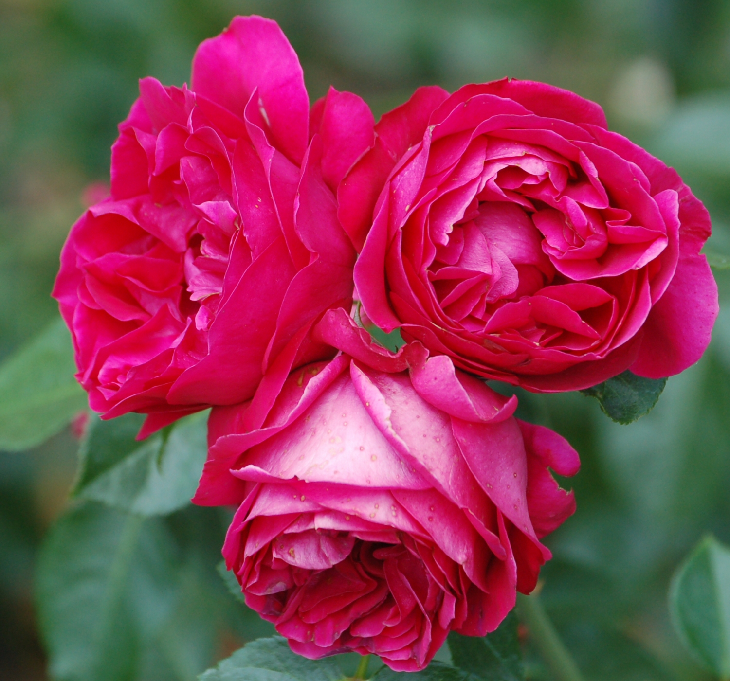 tu vi thu nam ngay 532020 cua 12 cung hoang dao