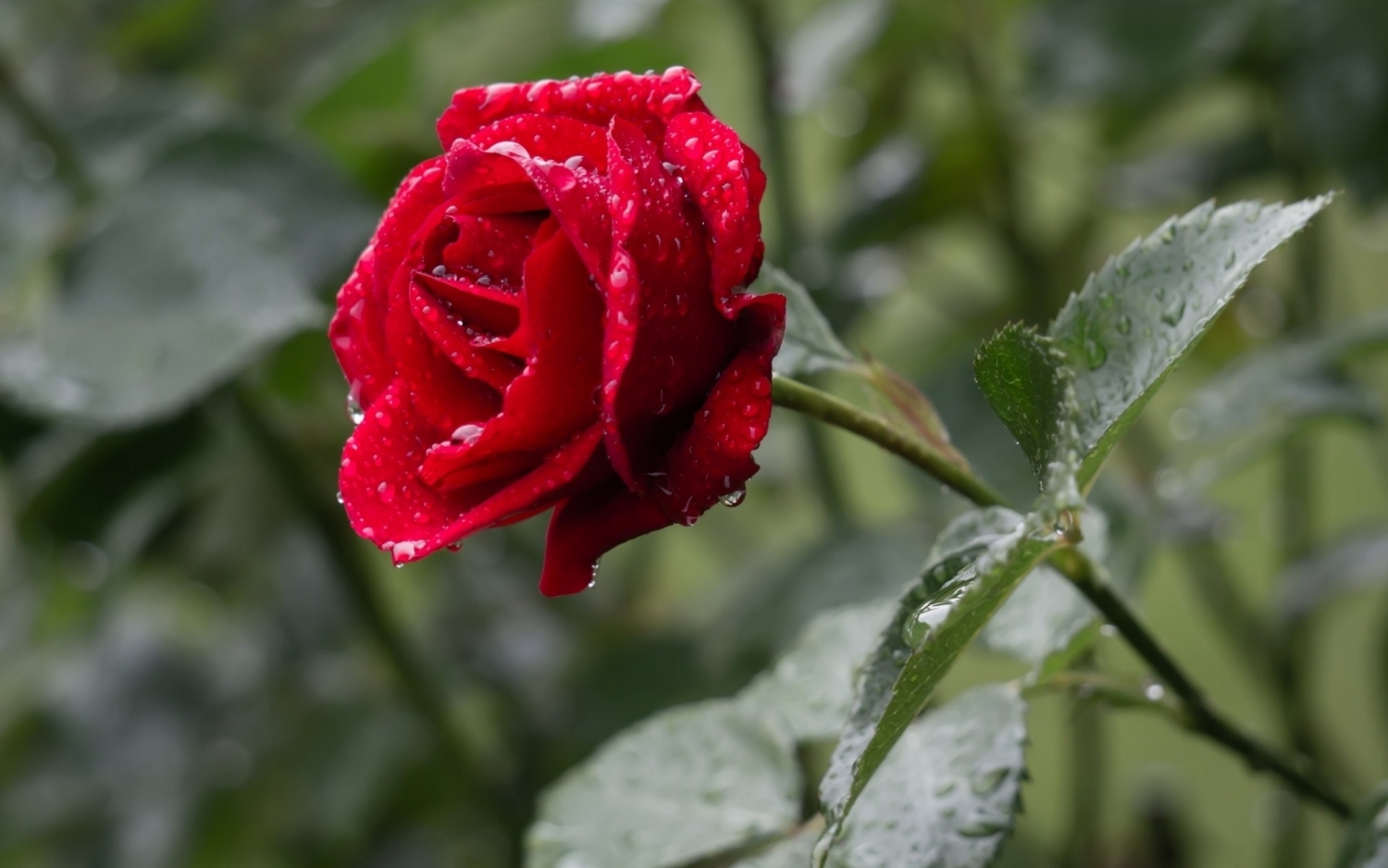 tu vi thu nam ngay 532020 cua 12 cung hoang dao