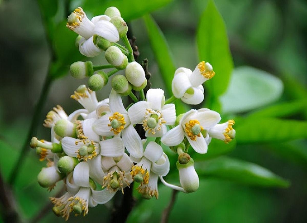 tu vi thu bay ngay 732020 cua 12 cung hoang dao