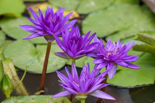 Tử vi ngày 17/9/2022 của 12 cung hoàng đạo: Kim Ngưu nhiệt tình, Ma Kết cảm xúc chi phối Tử vi ngày 17/9/2022 của 12 cung hoàng đạo: Kim Ngưu nhiệt tình, Ma Kết cảm xúc chi phối