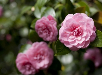 Tử vi ngày 28/11/2021 của 12 cung hoàng đạo: Sư Tử tình cảm thuận lợi, Nhân Mã phóng khoáng