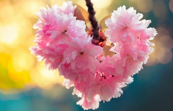 Tử vi thứ Hai ngày 30/3/2020 của 12 cung hoàng đạo