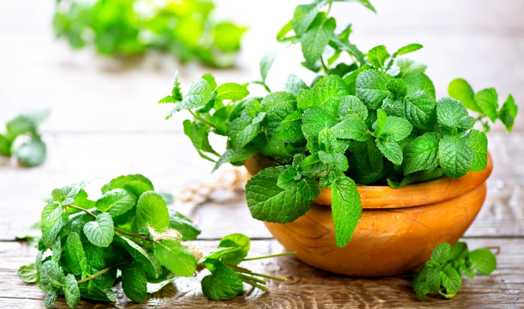 10 lợi ích tuyệt vời của lá bạc hà với sức khỏe