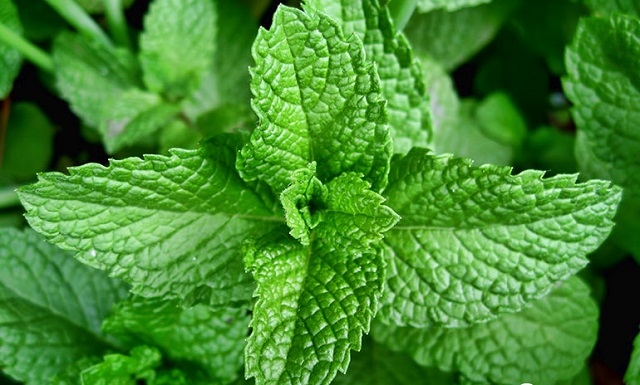 10 lợi ích tuyệt vời của lá bạc hà với sức khỏe