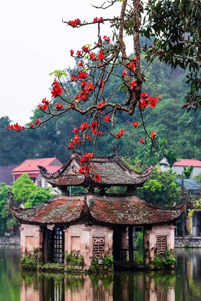 Thương nhớ hoa gạo tháng ba… Thương nhớ hoa gạo tháng Ba…