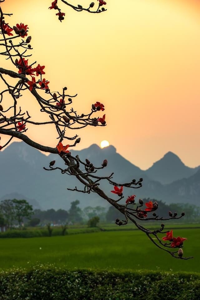 Thương nhớ hoa gạo tháng ba… Thương nhớ hoa gạo tháng Ba…
