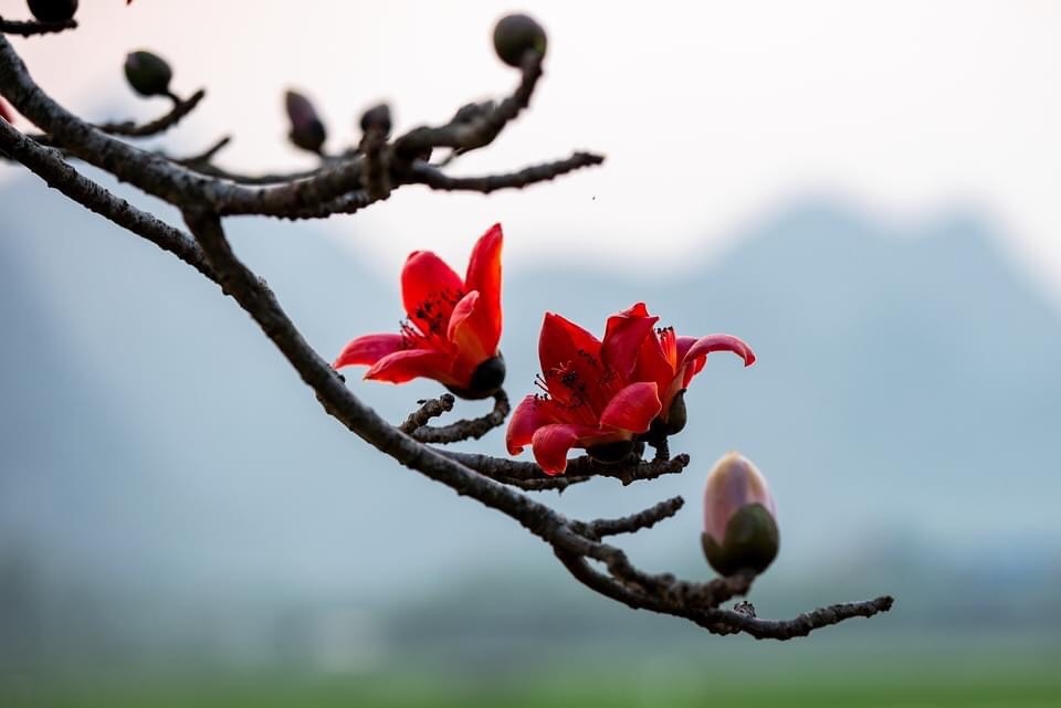 Thương nhớ hoa gạo tháng ba… Thương nhớ hoa gạo tháng Ba…