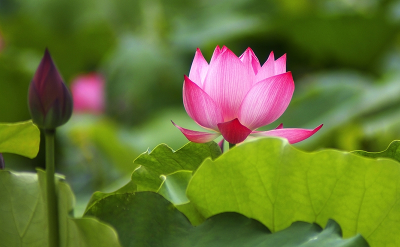 Lời Phật dạy về tham, sân, si của con người