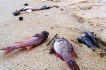 Không có cơ sở kết luận cá chết do thủy triều đỏ