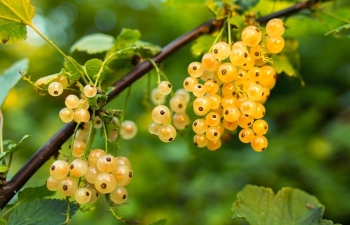 Tử vi thứ Năm ngày 25/4/2019 của 12 cung hoàng đạo