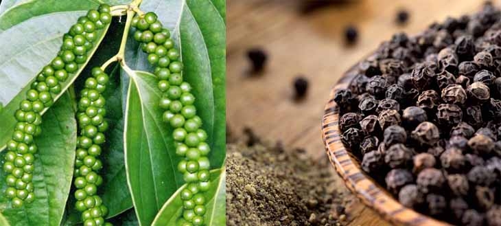 Giá tiêu hôm nay 4/4: Vẫn duy trì mức giá cao