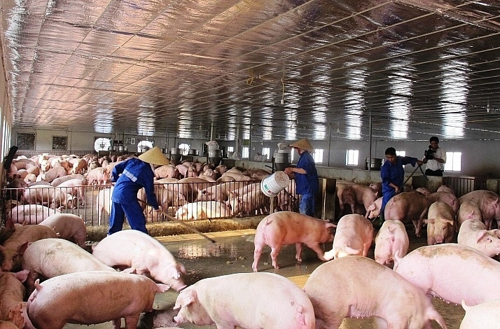 Giá heo hơi hôm nay 5/5: Giảm mạnh, miền Bắc ghi nhận mức 67.000 đồng/kg