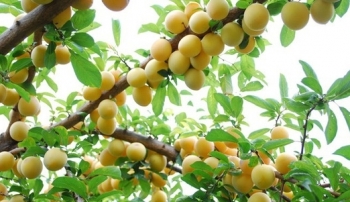 Quả mơ và những lợi ích sức khỏe có thể bạn chưa biết