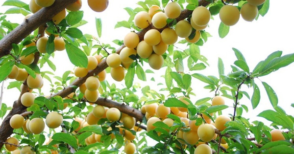 Quả mơ và những lợi ích sức khỏe có thể bạn chưa biết