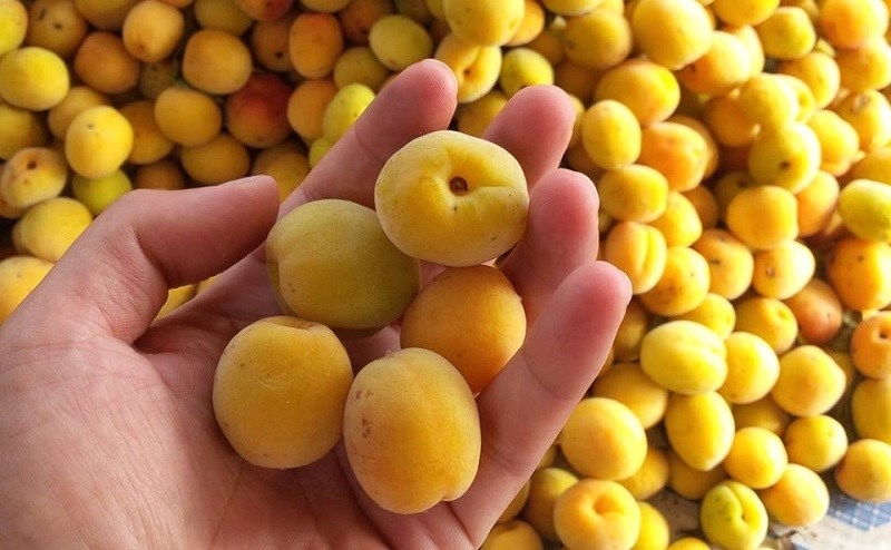 Quả mơ và những lợi ích sức khỏe có thể bạn chưa biết