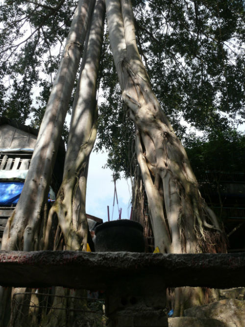 Thực hư cây thần 