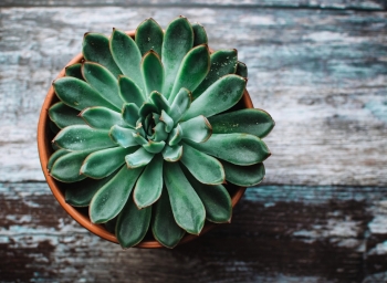 Tử vi ngày 14/7/2021 của 12 cung hoàng đạo: Cự Giải dễ tổn thương