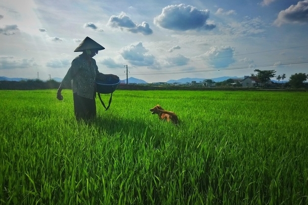 "Cứu tinh" của đồng lúa mùa nắng hạn