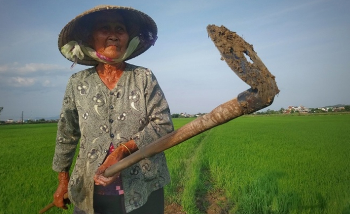 cuu tinh cua dong lua mua nang han