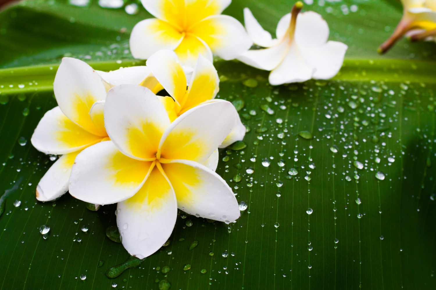 Tử vi ngày 25/5/2022 của 12 cung hoàng đạo: Song Tử cởi mở, Xử Nữ tự tin