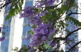 Sắc tím hoa phượng ở Lisbon