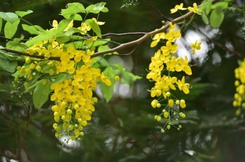 Tử vi thứ Hai ngày 3/6/2019 của 12 cung hoàng đạo