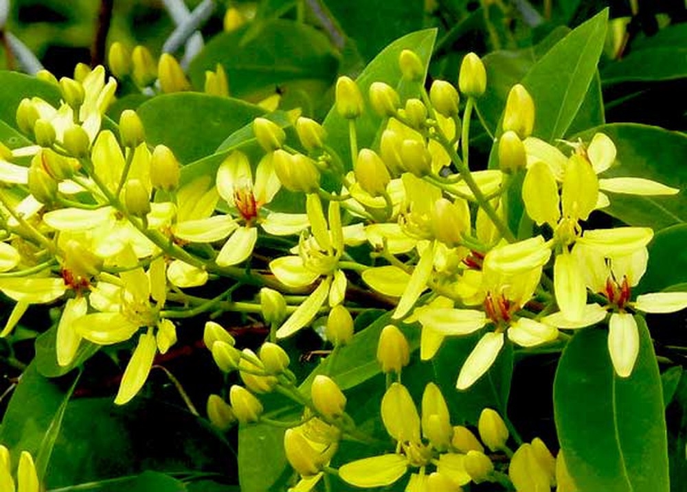 Tử vi tuần mới 22/11   28/11 của 12 cung hoàng đạo: Sư Tử tài chính khả quan, Thiên Bình thành công