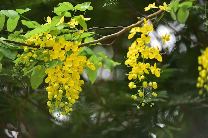 tu vi thu hai ngay 362019 cua 12 cung hoang dao