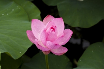 Tử vi thứ Tư ngày 5/6/2019 của 12 cung hoàng đạo