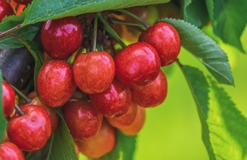 Tử vi thứ Hai ngày 10/6/2019 của 12 cung hoàng đạo