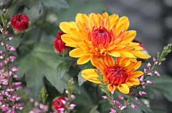 Tử vi thứ Hai ngày 24/6/2019 của 12 cung hoàng đạo