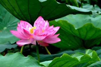 Tử vi thứ Ba ngày 25/6/2019 của 12 cung hoàng đạo