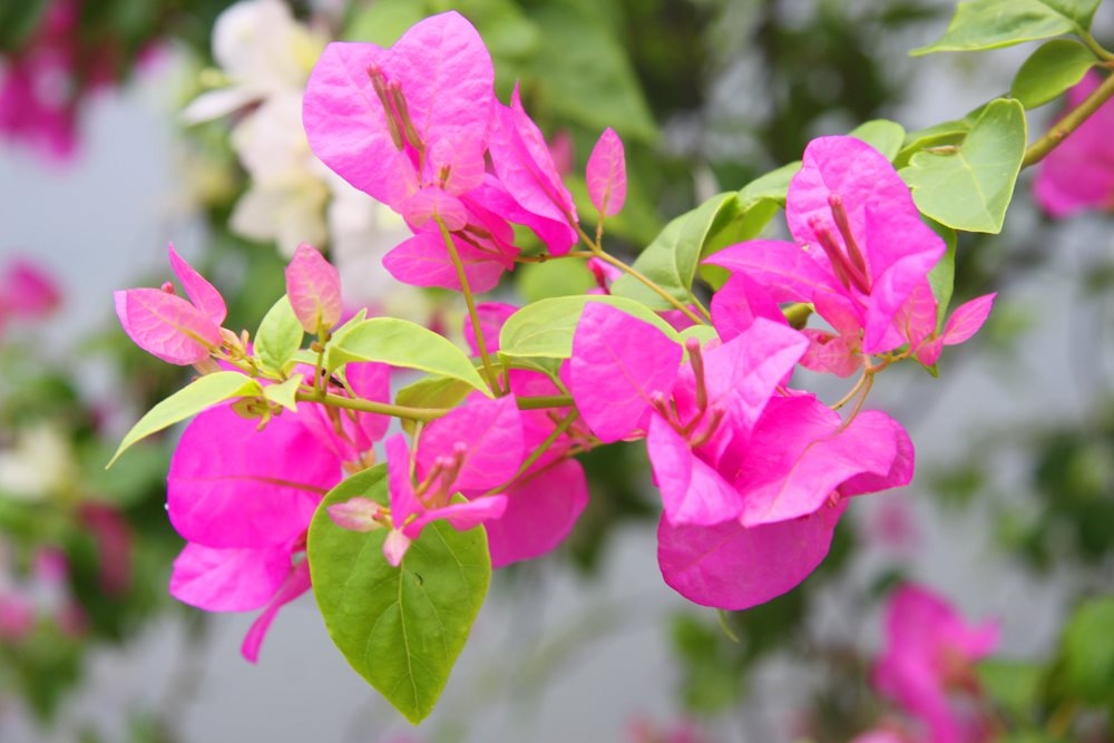 tu-vi-thu-hai-ngay-172019-cua-12-cung-hoang-dao-1