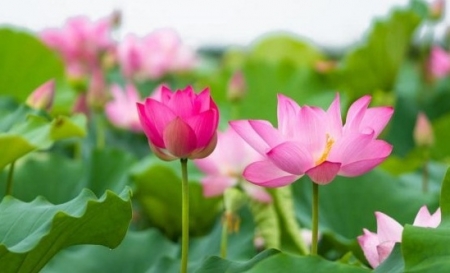 Tử vi ngày 12/6/2023 của 12 cung hoàng đạo: Cự Giải thất thường, Nhân Mã mộng mơ