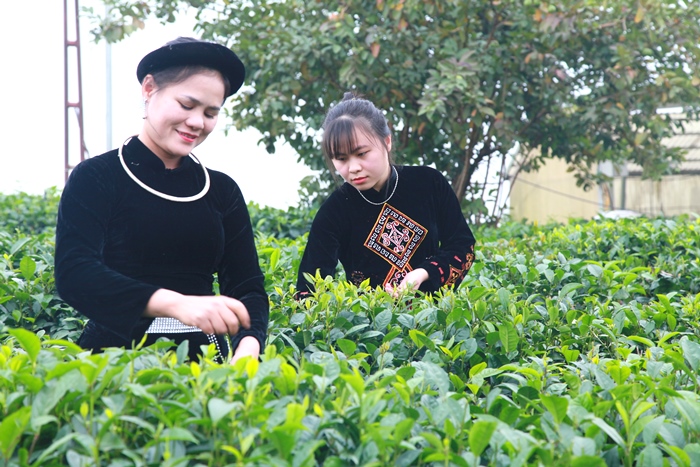Khám phá 6 điểm đến thú vị cho những du khách “nghiện trà”