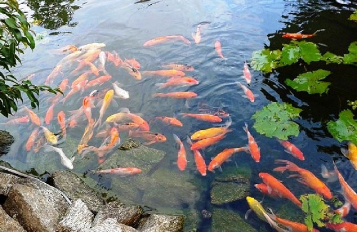 ​Hãy để cá làm thanh tra môi trường!