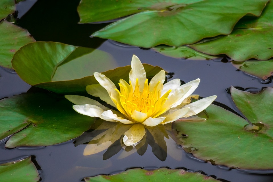 Tử vi thứ Tư ngày 3/7/2019 của 12 cung hoàng đạo tu vi thu tu ngay 372019 cua 12 cung hoang dao