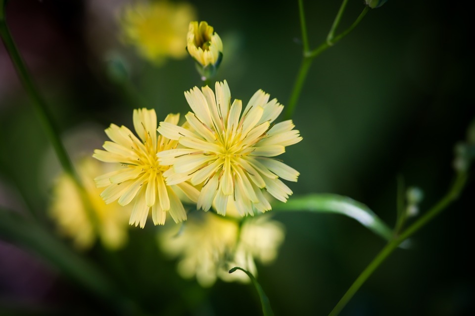 Tử vi ngày 1/11/2023 của 12 cung hoàng đạo: Sư Tử đa cảm, Song Ngư mệt mỏi