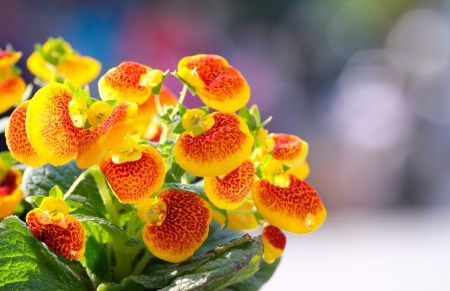 Tử vi ngày 22/6/2023 của 12 cung hoàng đạo: Song Tử nhiều ý tưởng, Ma Kết được yêu mến