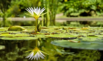 Tử vi thứ Hai ngày 15/7/2019 của 12 cung hoàng đạo