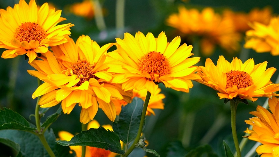 tu vi thu sau ngay 2672019 cua 12 cung hoang dao