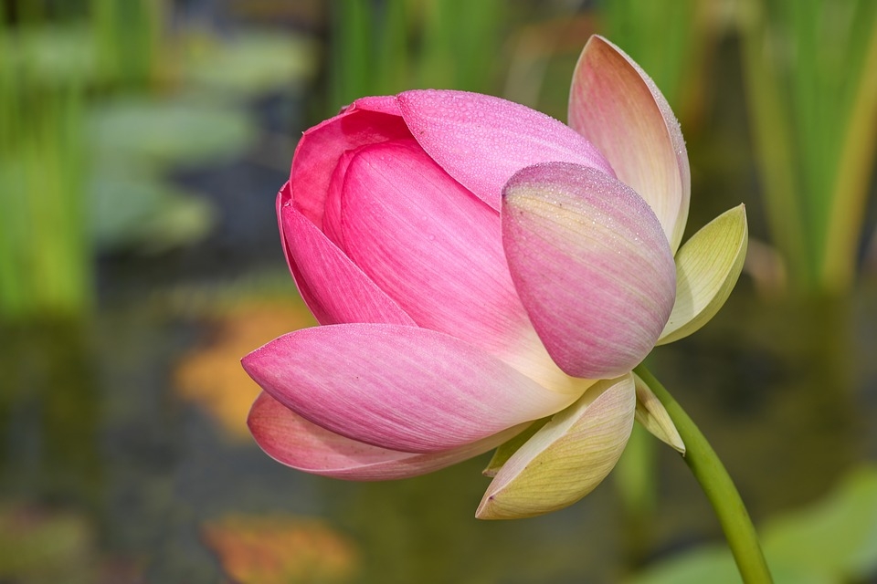 tu vi thu nam ngay 182019 cua 12 cung hoang dao