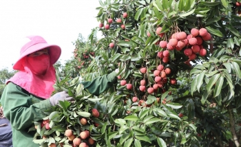 Chỉ dẫn địa lý: Công cụ hữu hiệu nâng cao giá trị nông sản Việt