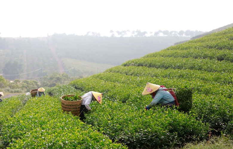 Du lịch Lâm Đồng không chỉ có Đà Lạt Du lịch Lâm Đồng không chỉ có Đà Lạt