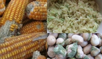 Cẩn trọng với hạt nhiễm nấm mốc