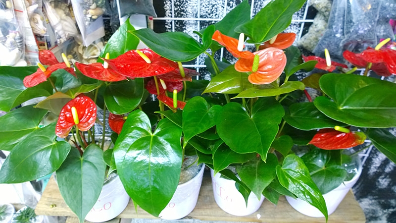 nhung loai cay vua trang tri nha vua giup loc khong khi