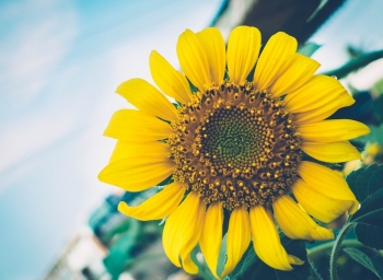 Tử vi thứ Sáu ngày 23/8/2019 của 12 cung hoàng đạo